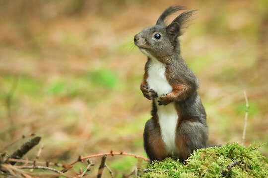 Eichh&ouml;rnchen (Sciurus vulgaris) 