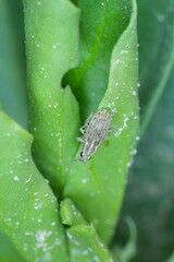 A pea leaf weevil (Sitona lineatus). beetle on the damaged plant. It is a pest of broad beans, field beans and other legumes.