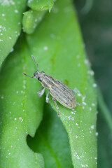 A pea leaf weevil (Sitona lineatus). beetle on the damaged plant. It is a pest of broad beans, field beans and other legumes.