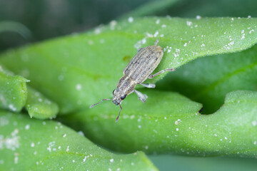 A pea leaf weevil (Sitona lineatus). beetle on the damaged plant. It is a pest of broad beans,...