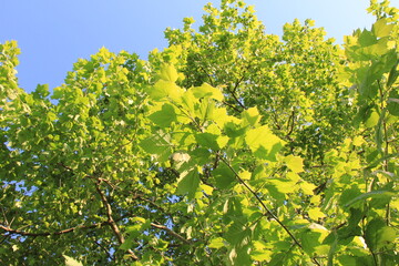 モミジバスズカケノキ