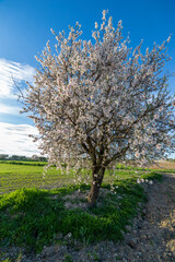 Obraz premium Almendro en flor en el campo de Pinto. Madrid. España. Europa.