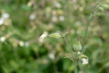 Unusual campion