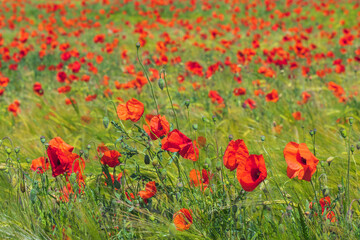Rot blühender Klatschmohn in einem Getreidefeld an einem sonnigen Tag