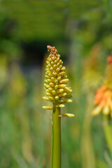 Red-hot poker