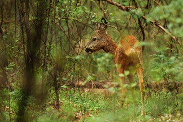 deer in the forest © Anna Kuzkina