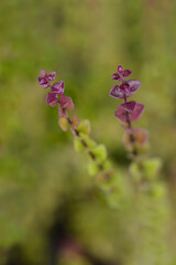Shrubby honeysuckle Red Tips