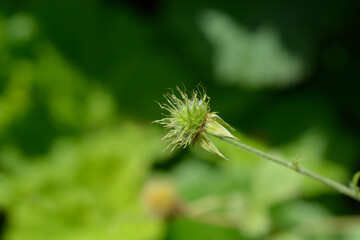Dwarf orange avens