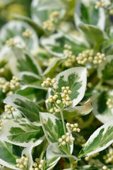 Wintercreeper Emerald Gaiety