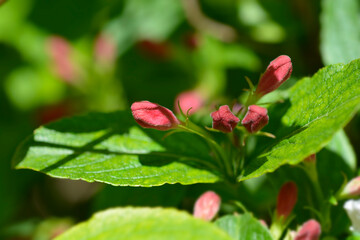 Old-fashioned weigela