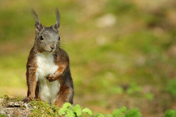 Eichhörnchen (Sciurus vulgaris) 