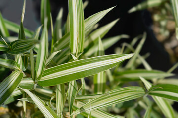 Dwarf white-striped bamboo