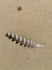 Plume d'oiseau sur le sable