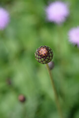 Single-flowered sawwort