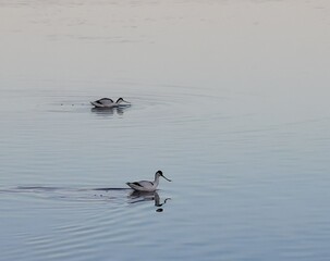 Avocettes élégantes