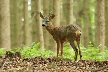Rehbock (Capreolus capreolus)