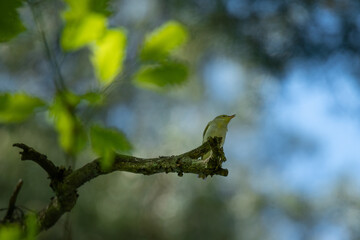 tree branch in spring