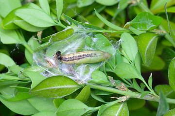 Pupa of the box tree moth (Cydalima perspectalis) in nature. It is an invasive species of insect. Pest in the gardens.