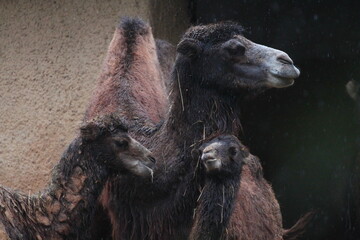 Camel family in a rainy day.