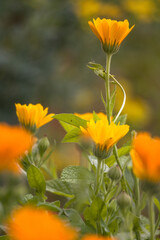 Beautiful medicinal plant calendula flowers in the garden.