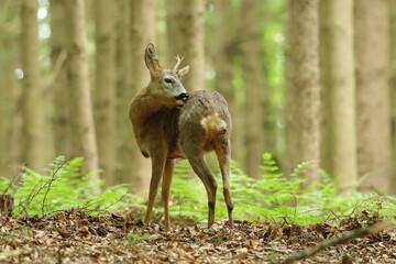 Rehbock (Capreolus capreolus)