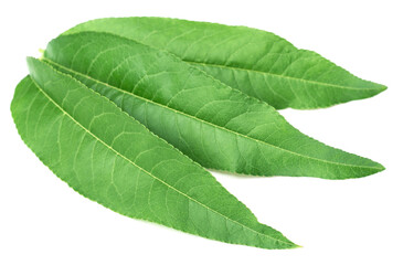 Obraz premium fresh peach leaves isolated on white background