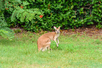 Agile Wallaby with a joey in its pouch, Western Australia