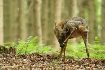 Rehbock (Capreolus capreolus)