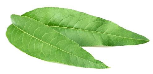 Obraz premium fresh peach leaves isolated on white background
