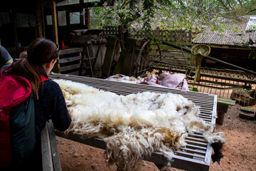Sheep Shearing. Shaved Wool on a table for tourists watching. Shallow depth of field.
