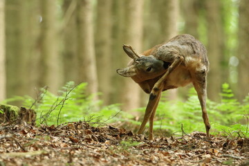 Rehbock (Capreolus capreolus)