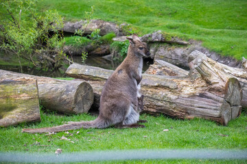 Wallaby standing on the open field in christchurch zoo in south island of new zealand. Spaces for your text. © MiNiProduction / Ian
