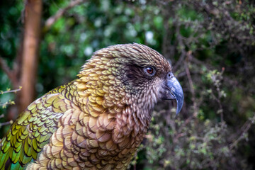 Lone Kea looking into the forest vista. Shallow depth of field. 
