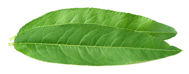 Obraz premium fresh peach leaves isolated on white background