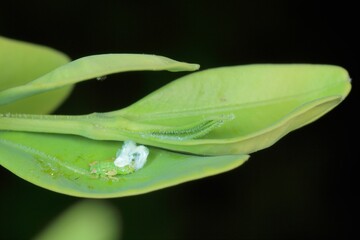 Larva of Jumping plant louse (Psylla buxi) sitting on a boxwood leaf. It is a common garden pest...