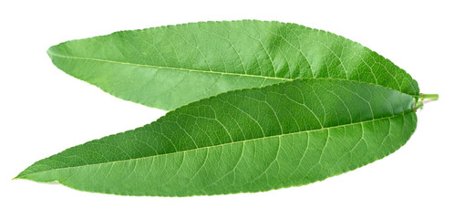 fresh peach leaves isolated on white background