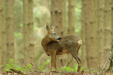 Rehbock (Capreolus capreolus)