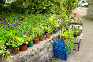 Decorative potted plants are for sale. Garden shop with flowers. Bushes and  flowers in pots in local market. Flowers delivery.