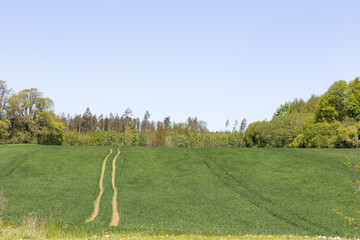 road to the field leading to the forest