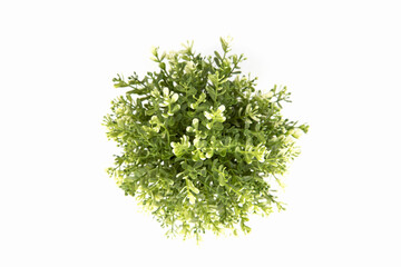 Obraz premium green plant in front of white background