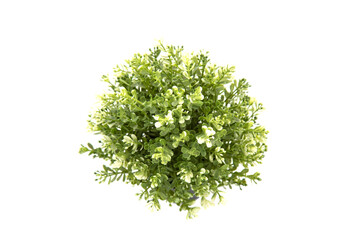 Obraz premium green plant in front of white background