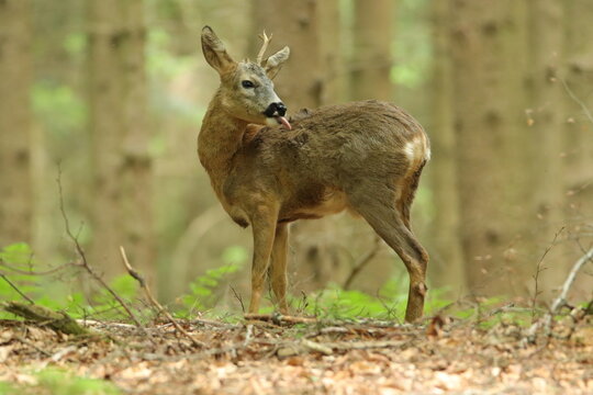 Rehbock (Capreolus capreolus)