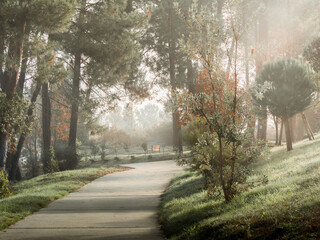 Walking around forests in a foggy day
