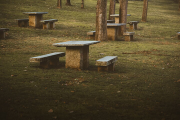 Walking around forests in a foggy day