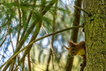 squirrel in the forest