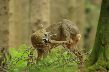 Rehbock (Capreolus capreolus)