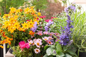 Bunte Blumen, Balkon, Blume des Jahres