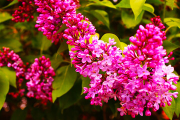  Lilac bush on a background of green bush