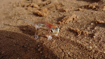 Baby Pachydactylus rangei /  Namib Sand Gecko, Namib Desert near Swakobmund, Namibia