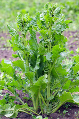The black bean aphid (Aphis fabae) on young sugar beet plants. It is a member of the order...